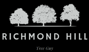 richmond hill tree guy 2