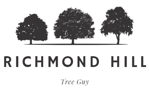 richmond hill tree guy