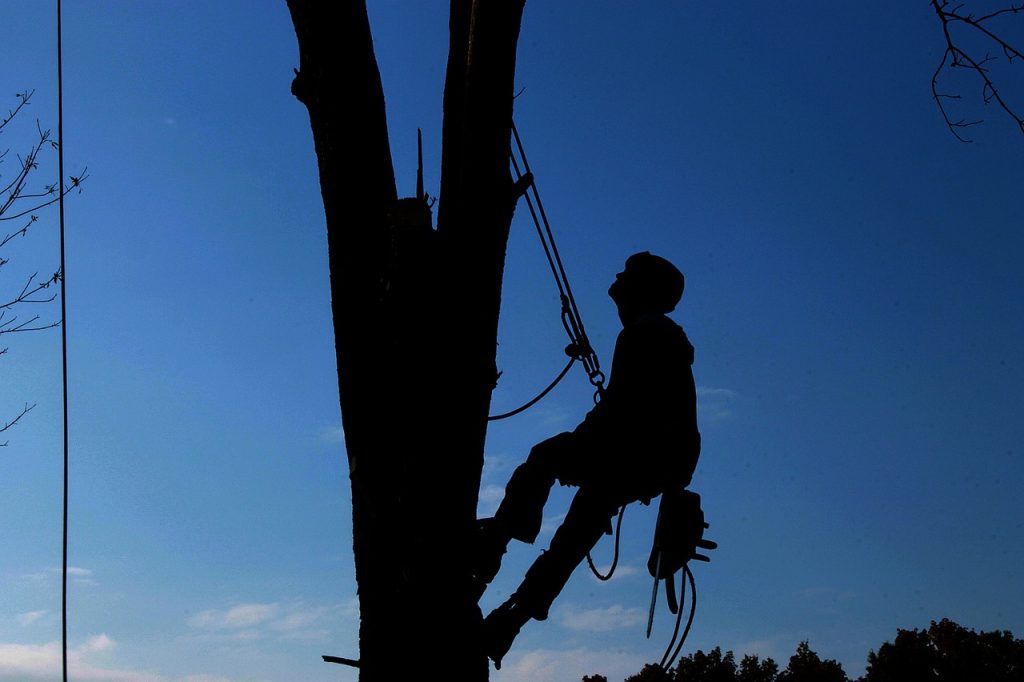 whistler tree service